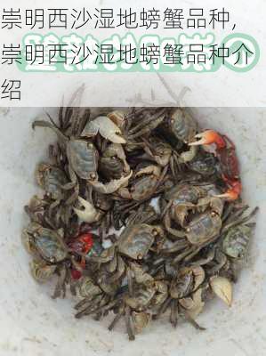 崇明西沙湿地螃蟹品种,崇明西沙湿地螃蟹品种介绍