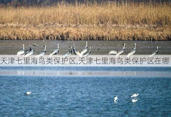 天津七里海鸟类保护区,天津七里海鸟类保护区在哪