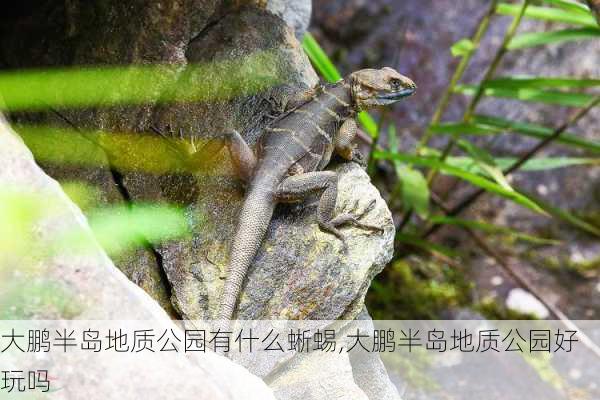 大鹏半岛地质公园有什么蜥蜴,大鹏半岛地质公园好玩吗