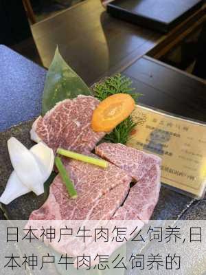 日本神户牛肉怎么饲养,日本神户牛肉怎么饲养的