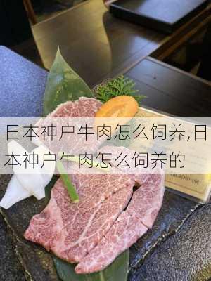 日本神户牛肉怎么饲养,日本神户牛肉怎么饲养的